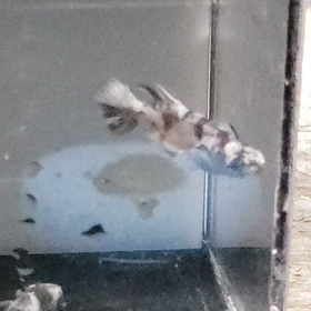 久しぶりにの画像