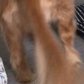 9/19〜9/26 第二回椎間板ヘルニア術後2週目の画像