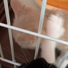 チビちゃんめ爪切りしました☺️の画像