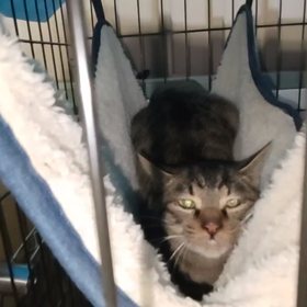 いつも「しゃ〰️！！」されてるから、仕返ししてみた。wwwの画像