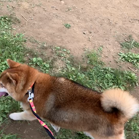 5月18日12わんこと1時間遠足  代々木公園の画像