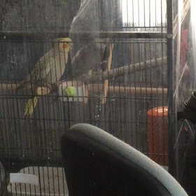 春は恋の季節？の画像