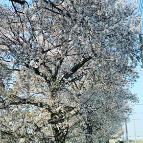 コロナに負けるなの画像