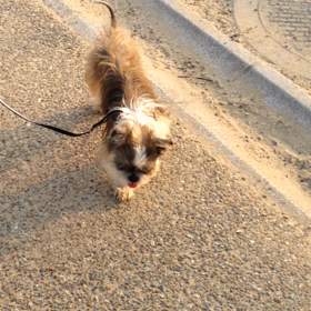 なぎさちゃん 元気ですの画像