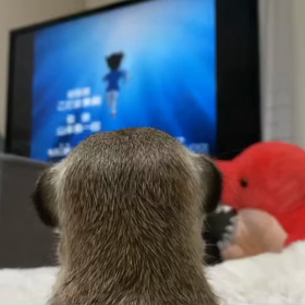 テレビを見る、くくる✨の画像