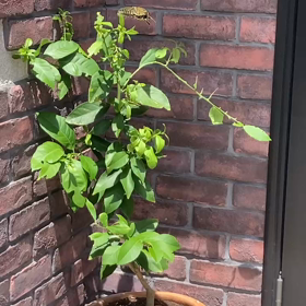 イモちゃん！？の画像