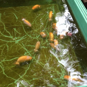 うろこカップ2020-20の画像