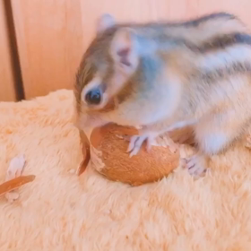 がんばれももたろ♪の画像