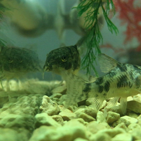 青コリドラスの画像