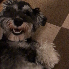 年度末と代行のお知らせの画像