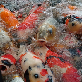 やる気満々の画像