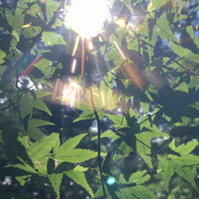 光と遊ぶの画像