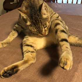 毛繕いぶんちゃん！の画像