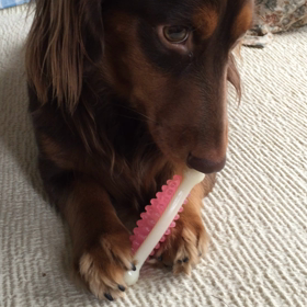 ガシガシ (=^x^=)の画像