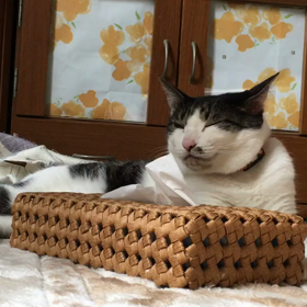 静止画ではありません。の画像