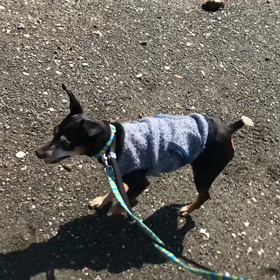 ♪お散歩動画♪お台場海浜公園♪の画像