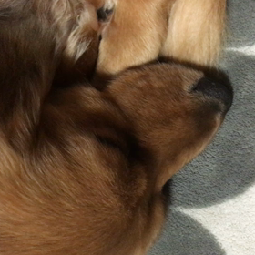 我が家のリリちゃん♡の画像