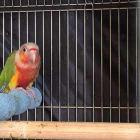 レッドパイナップルの画像