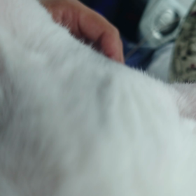 マシュの去勢手術･･･の画像