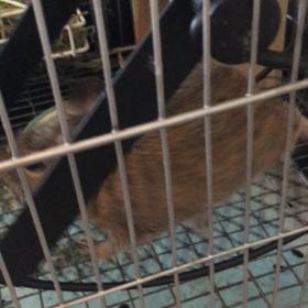 キュルキュルタイムの画像