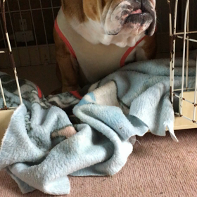 諺  きびすを返すの画像