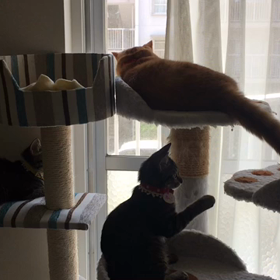 さすがきなこねの画像