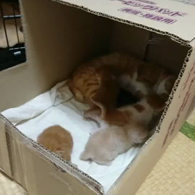 アンジュ親子新居への画像