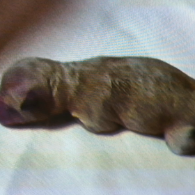 娘わんこが生まれた頃の画像