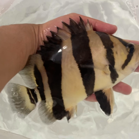 そろそろ北海道も解禁！！の画像