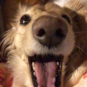 もふもふ布団の中で…の画像