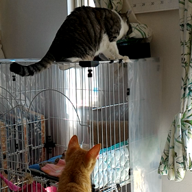 ぶ～で～ヾ(=ﾟ･ﾟ=)ﾉﾆｬﾝ♪の画像