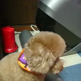 あっち向いてGo！の画像