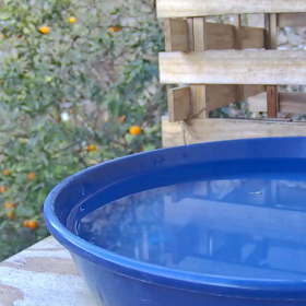 すぎぴたんの事件簿シーズン3　177話（瞬間移動マジック！シジュウカラ＆ヤマガラ）の画像