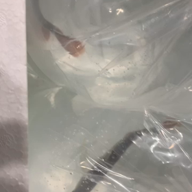 エグゼクティブスーパーレッド2匹お買い上げ！！の画像