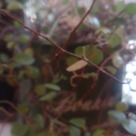 水やりとサイコロカレンダー(๐^╰╯^๐)♬の画像