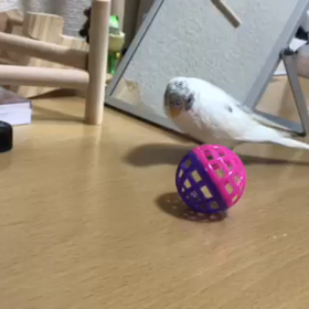 猫さんグッズでサッカーの画像