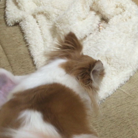 ☆癒され動画☆の画像