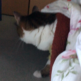 筋肉男子に聞く！筋肉について… 。先住猫が心配。の画像