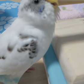 小鳥の歌が好きの画像