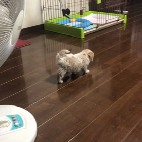 ☆今朝のわんちゃん達☆の画像