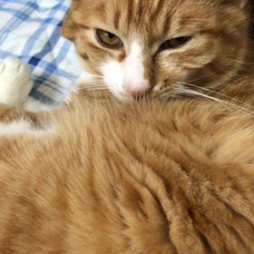 里親様募集中の陸ちゃんの画像