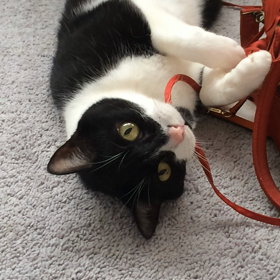 お仕事行かないの？の画像