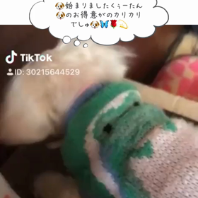 始まりましたくぅーたんお得意のほりほりの画像
