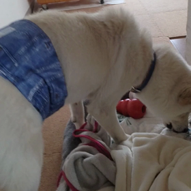 今日のシロくん 2の画像