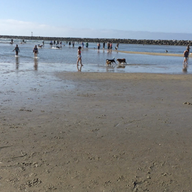 ▶︎ドッグビーチの画像