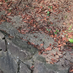 ももからニャンコへ愛のささやきの画像