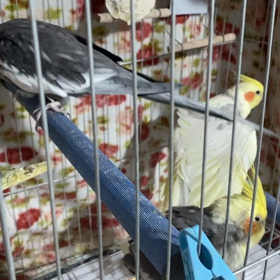 騒音以上の爆音の画像