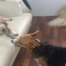 リリーVSチョッパー  綱引きの画像