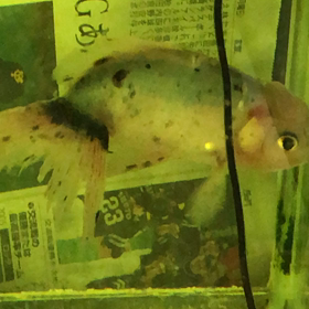 関東東動画の画像