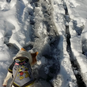 雪道散歩の画像